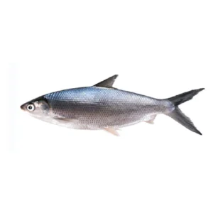 Bangus 600-800g